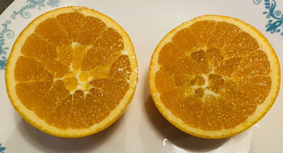 vtel001's tweet photo. winter harvest 🍊 https://t.co/haEMsXAshG