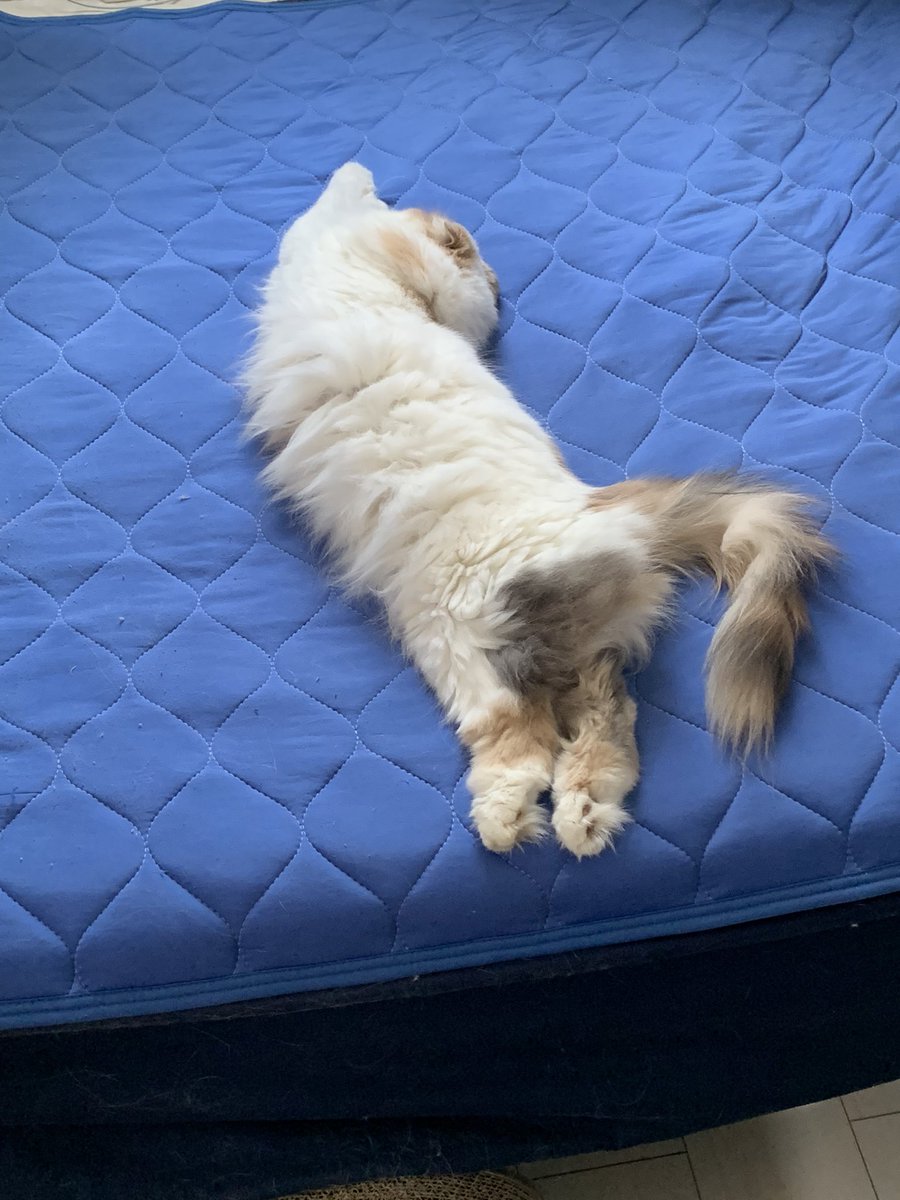 o7o5sweetie's tweet photo. 新しい敷布団引いたら、家族の誰よりも早く寝てるおと様🐈⸒⸒⸒⸒
気持ちよさそうで何より😎😎
 #猫がいる暮らし  #猫がいる幸せ  #猫好きさんと繋がりがりたい  #スコティッシュフォールド https://t.co/00DrPQTvba