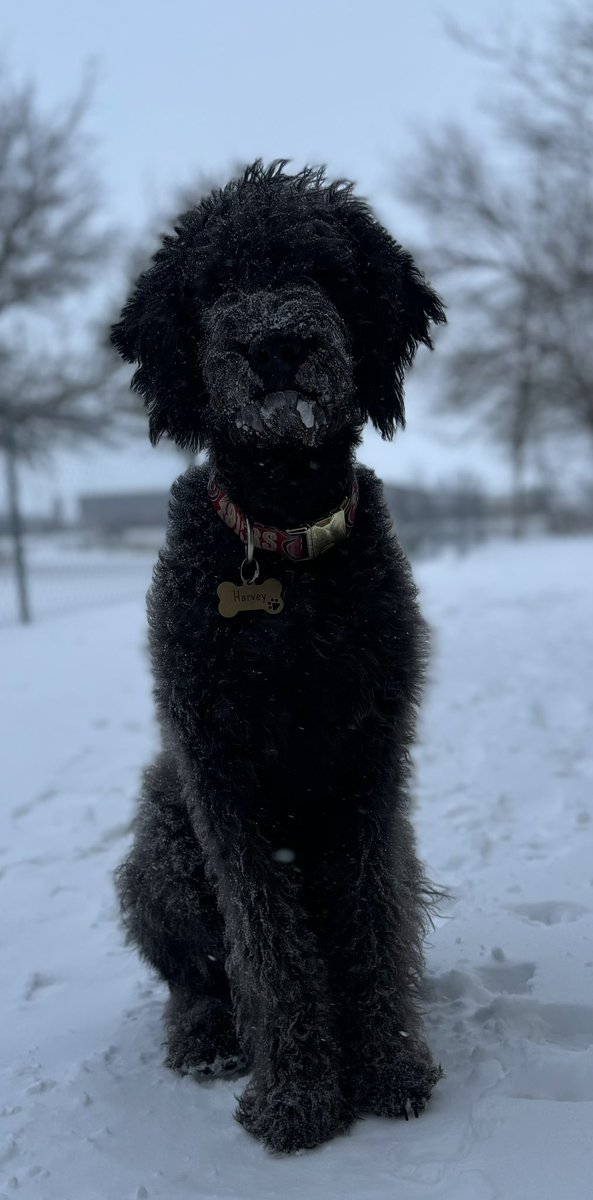 Austin Dobbels tweet media