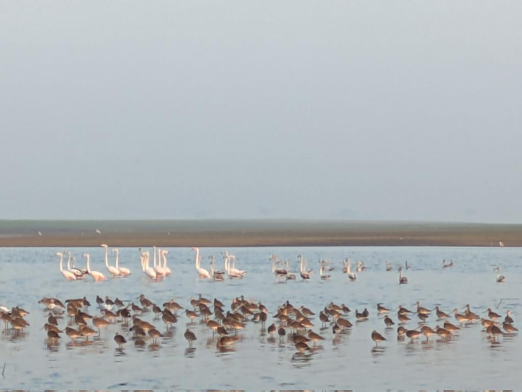 野生のフラミンゴ見てきました🦩
maps.app.goo.gl/2ANWwrdxtT8rYp…