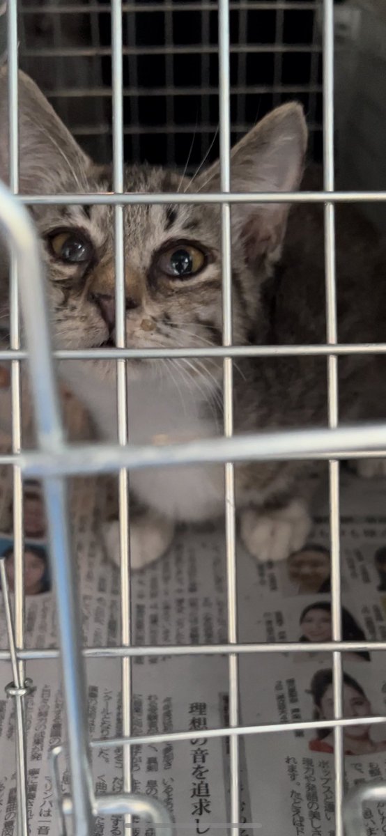 catslover2222's tweet photo. 保護してあげたいけど、1匹空輸するまでに4万円ほど初期医療と空輸代がかかります。現場は目の潰れそうな子猫が数匹…
隔離保護できる場所が欲しい…またバスルームかな…風呂入れなくなるけど😅
#沖縄保護猫
#沖縄TNR
https://t.co/pROZc2zDaB https://t.co/zeeUJoAlp1