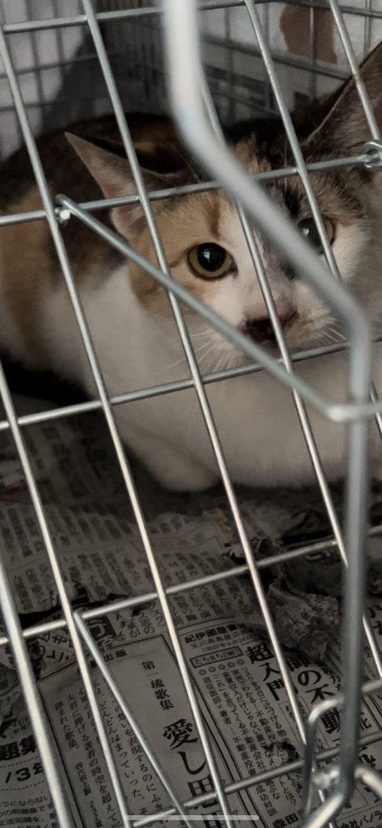 catslover2222's tweet photo. 保護してあげたいけど、1匹空輸するまでに4万円ほど初期医療と空輸代がかかります。現場は目の潰れそうな子猫が数匹…
隔離保護できる場所が欲しい…またバスルームかな…風呂入れなくなるけど😅
#沖縄保護猫
#沖縄TNR
https://t.co/pROZc2zDaB https://t.co/zeeUJoAlp1