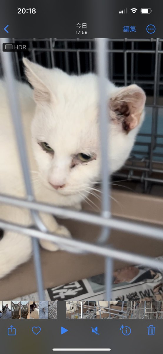 catslover2222's tweet photo. 保護してあげたいけど、1匹空輸するまでに4万円ほど初期医療と空輸代がかかります。現場は目の潰れそうな子猫が数匹…
隔離保護できる場所が欲しい…またバスルームかな…風呂入れなくなるけど😅
#沖縄保護猫
#沖縄TNR
https://t.co/pROZc2zDaB https://t.co/zeeUJoAlp1