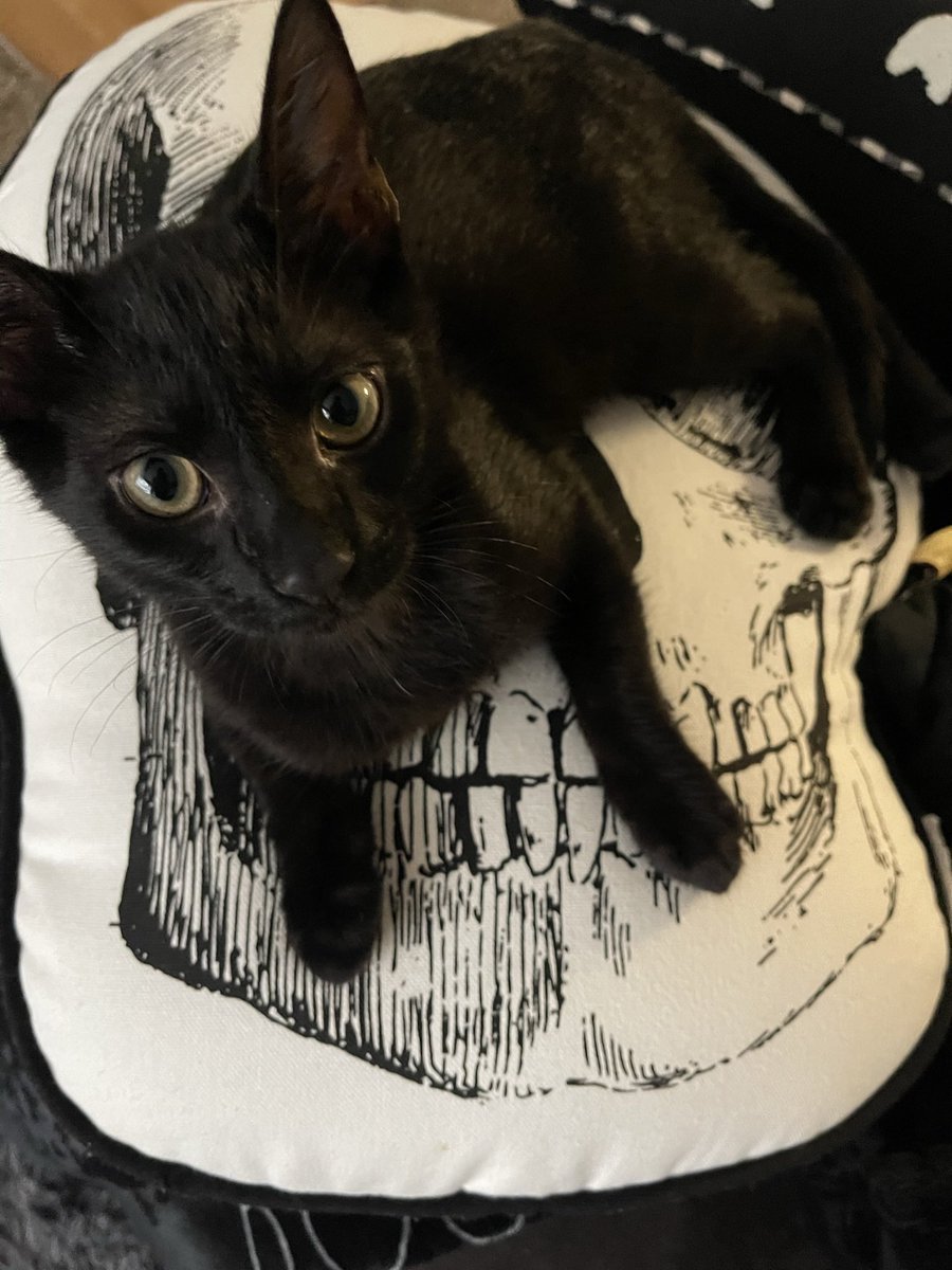 sheiskaaai's tweet photo. @ShouldHaveCat Boo🖤 https://t.co/RUSACOqUN7