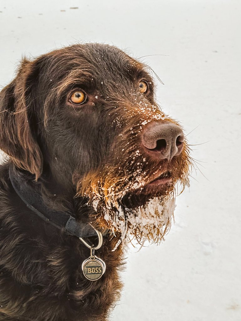 MTLWINEGUY's tweet photo. Winter Beard ๐ฅถโ๏ธ๐ง๐๐ป #BeardStruggles #SnowBeard #Bruce https://t.co/n8cEwvkCcH