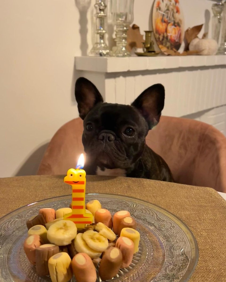 little love ♥️ Already 1 year old, first happy birthday 🎉🎂🎈

#frenchbulldog #frenchieoftheday