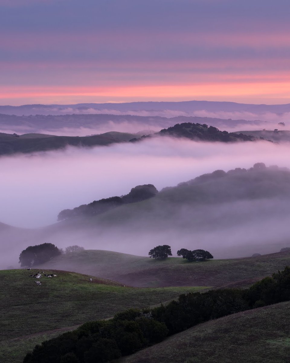 dsafanda's tweet image. Shared a beautiful sunrise with some local cows this morning
#sonomacounty #landscape