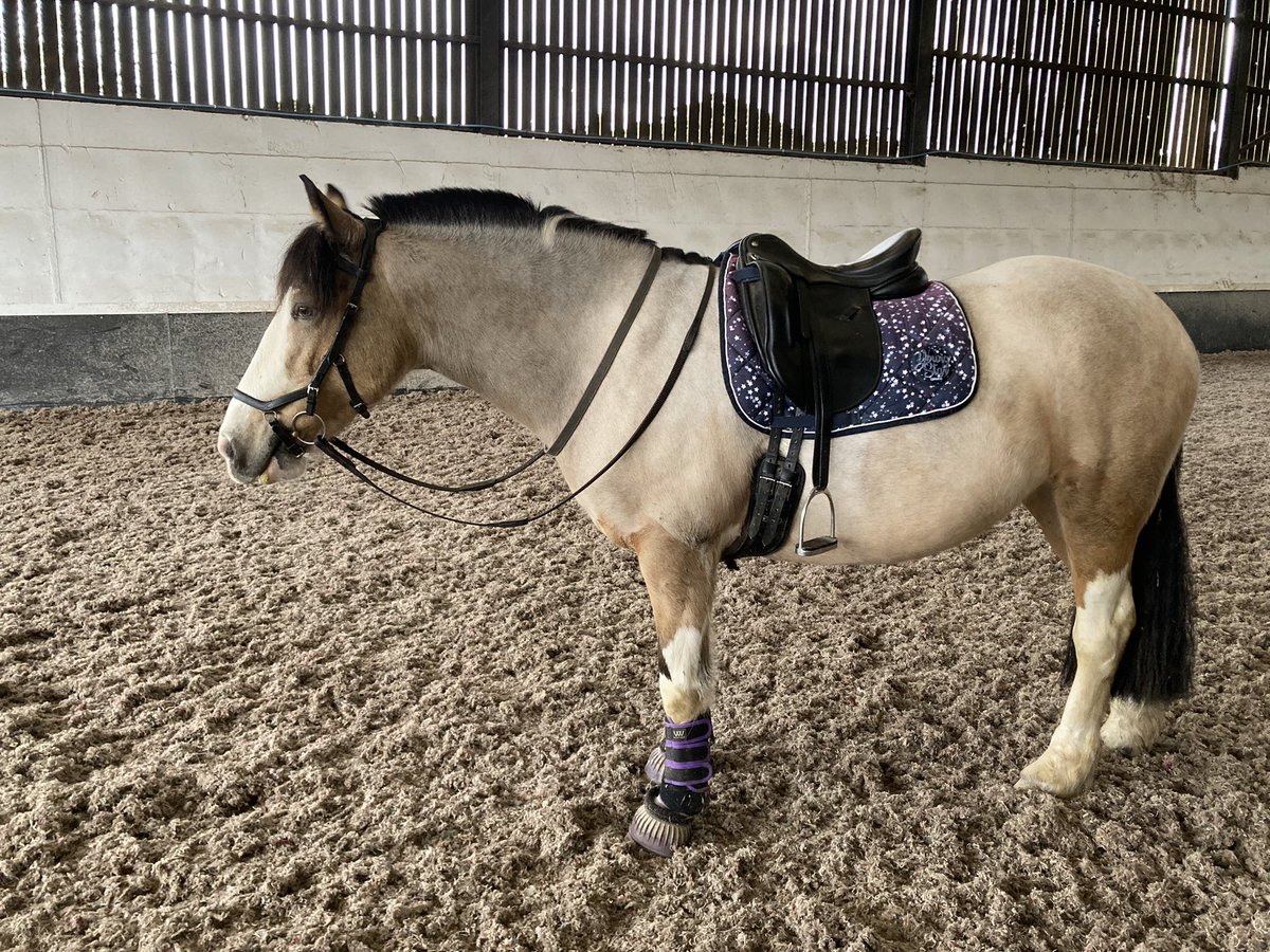 Shorter session for Tess today and she was a good girl. We practiced maintaining the rhythm and not dying round the corners using figure of eights, serpentines and circles to help us.