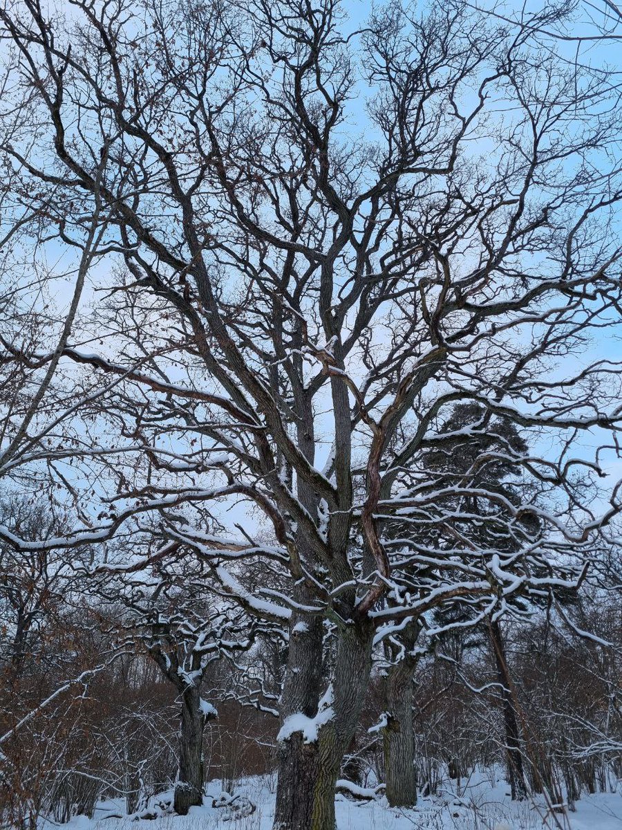 After getting your instructions from the sunset, you gaze upon the glory of these venerable oaks.