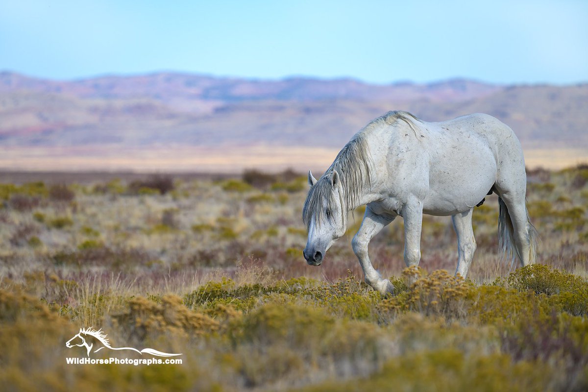 A beautiful scene and beautiful south Onaqui stallion! Find prints: wildhorsephotographs.com/onaqui-mountai… #GetYourWildOn #WildHorses #Horses #FallForArt #Horse #Equine #FineArt #AYearForArt #BuyIntoArt #HorseLovers #Equine #FineArtPhotography #PhotographyIsArt