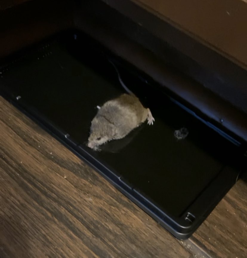 daxarcher7's tweet photo. @RepTedLieu Guys! If you have mice problems I STRONGLY recommend glue traps. They are much more effective than other traps! This guy wants you to DIE of mice born diseases. Here are some pics to illustrate the efficiency of these beautiful traps:):) https://t.co/eBaHml75Cl