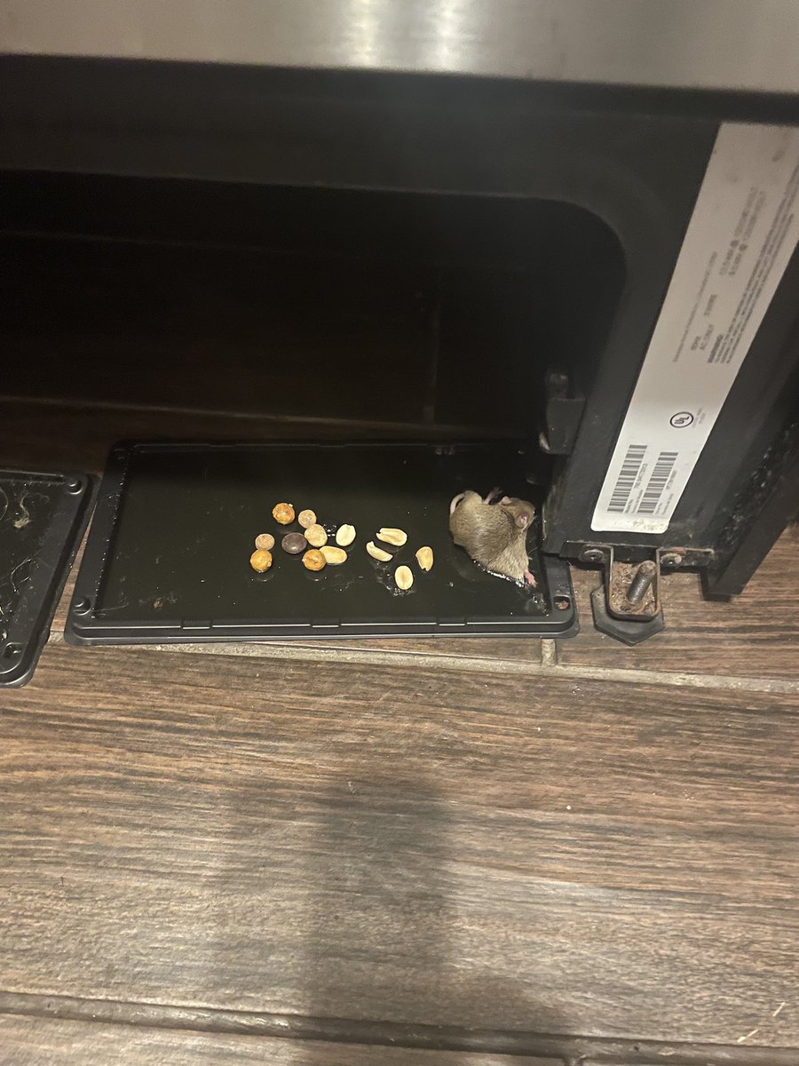 daxarcher7's tweet photo. @RepTedLieu Guys! If you have mice problems I STRONGLY recommend glue traps. They are much more effective than other traps! This guy wants you to DIE of mice born diseases. Here are some pics to illustrate the efficiency of these beautiful traps:):) https://t.co/eBaHml75Cl