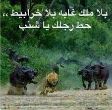 UQUMED40's tweet photo. إنسحاب دفعة ٤٢ من مواجهة صقور 40 بالتالي حصول فريقنا على الثلاث نقاط كاملة والتأهل للنهائي كمتصدر للدوري 💚🇸🇦

@Qmed42 https://t.co/cMkEmHqNuO