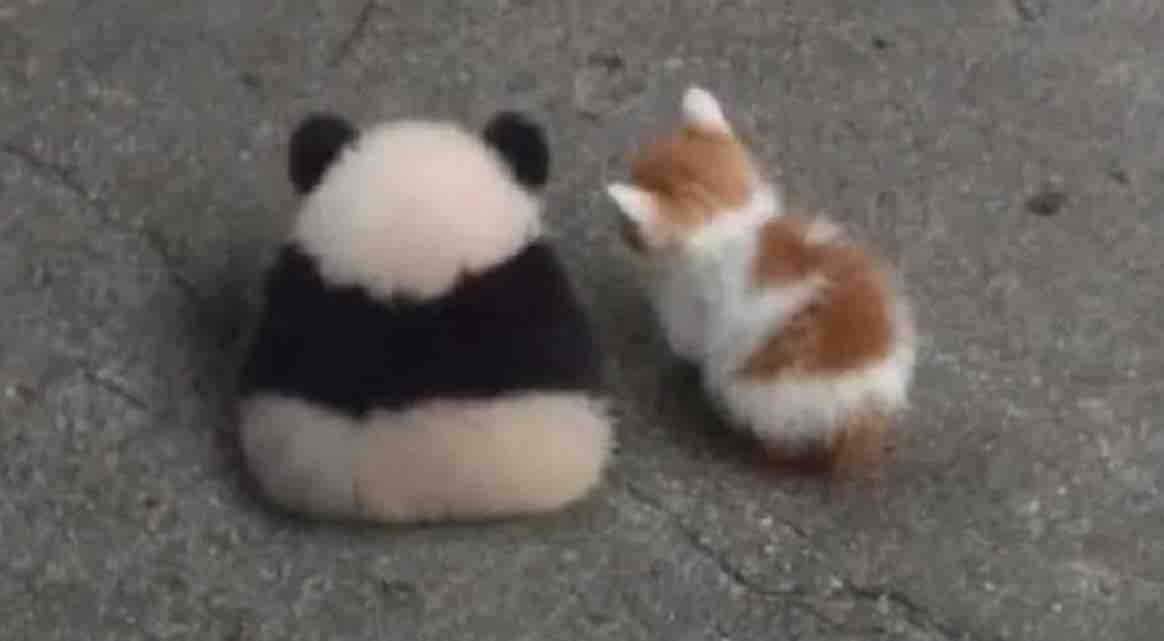 El Guarromántico tweet media