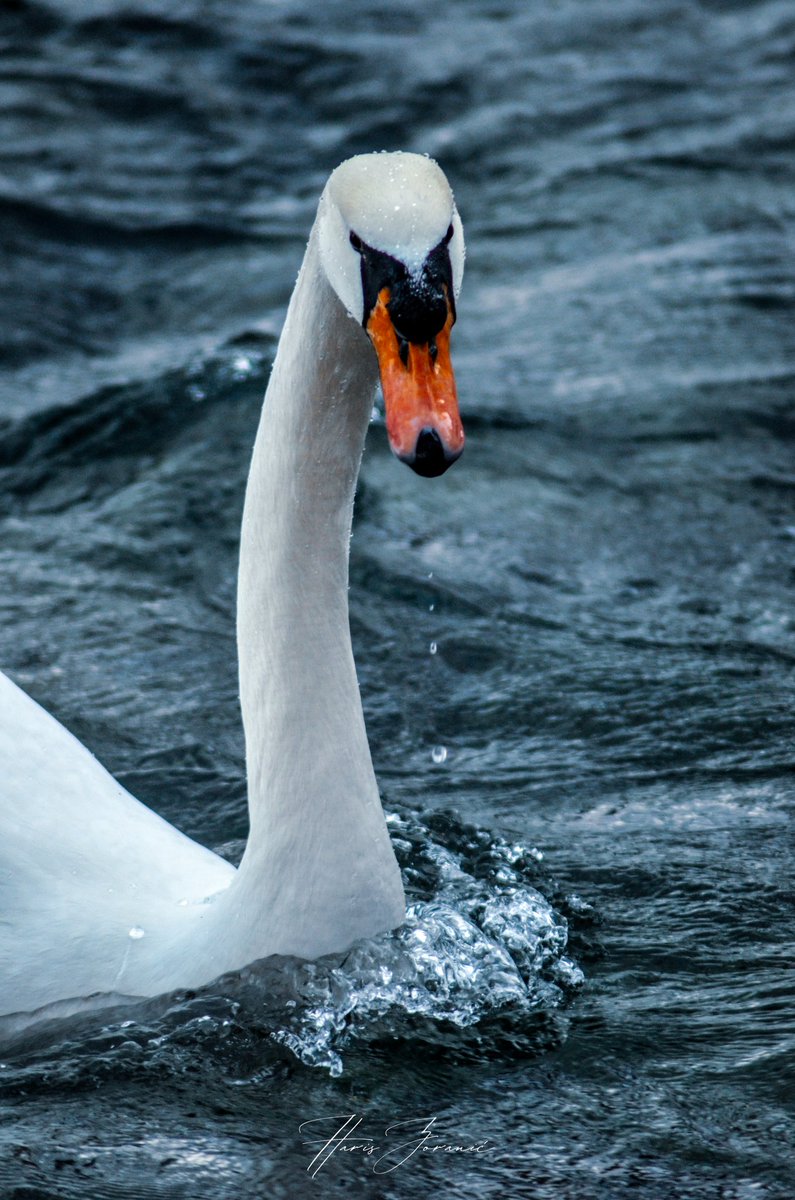 HarisZoranic's tweet photo. 🦢
_________________________
Haris Zoranić © Copyright
_________________________
https://t.co/1o2t66QYAJ
https://t.co/oKL6IUaRnc
https://t.co/CBQh0xP1C1
_________________________
#hariszoranicphotography https://t.co/ajkCfuOpYd