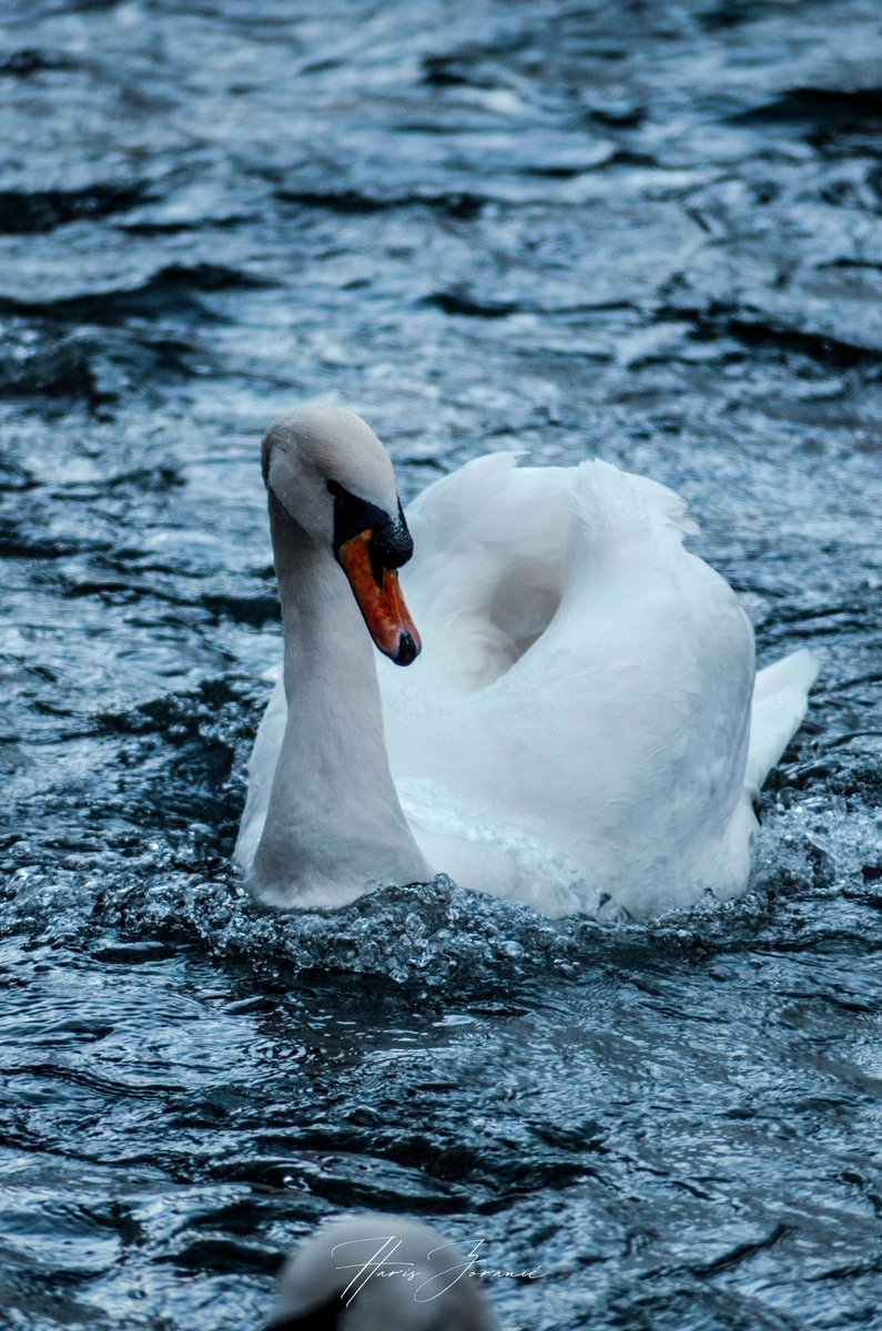 HarisZoranic's tweet photo. 🦢
_________________________
Haris Zoranić © Copyright
_________________________
https://t.co/1o2t66QYAJ
https://t.co/oKL6IUaRnc
https://t.co/CBQh0xP1C1
_________________________
#hariszoranicphotography https://t.co/ajkCfuOpYd
