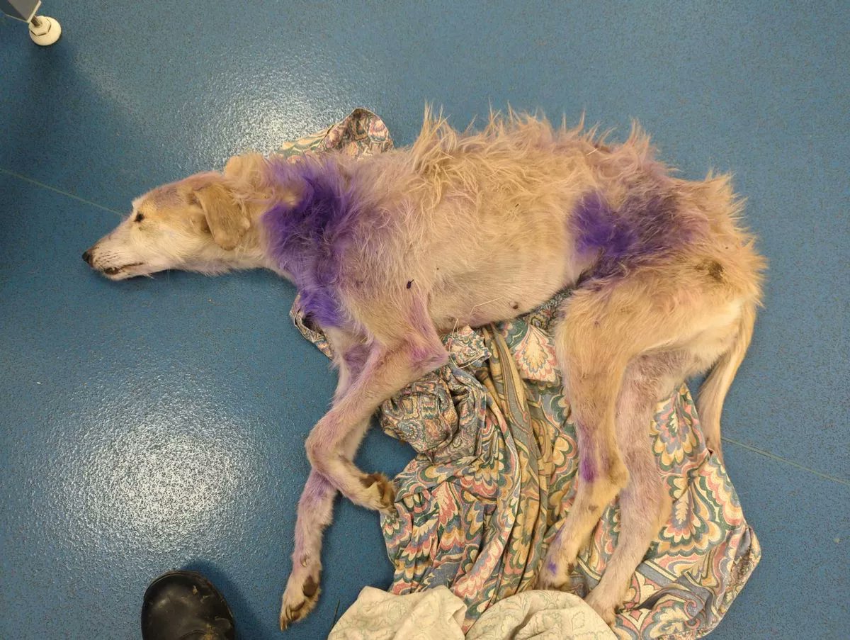 AdoptionsUk's tweet photo. Please retweet, APPEAL FOR INFORMATION AFTER A WALKER FOUND AN ABANDONED LURCHER CALLED ROSIE, CLOSE TO DEATH, ON CHRISTMAS EVE #YORKSHIRE #UK  Aged 4, left for dead in a hedge, her body covered in puncture wounds, Rosie was barely responsive. Her chip had been registered to #NOTTINGHAMSHIRE and she had previously been sold to #SHROPSHIRE  or #WALES, chip details were not up to date.   The RSPCA are now caring for Rosie. If you have any information about her please contact them ☎️  0300 123 8018  
DETAILS👇 https://t.co/p8h0pDadg2… #dogs #Lurchers #AdoptDontShop #Nottingham #Sheffield #Rotherham #Leeds #Wakefield #Rosie