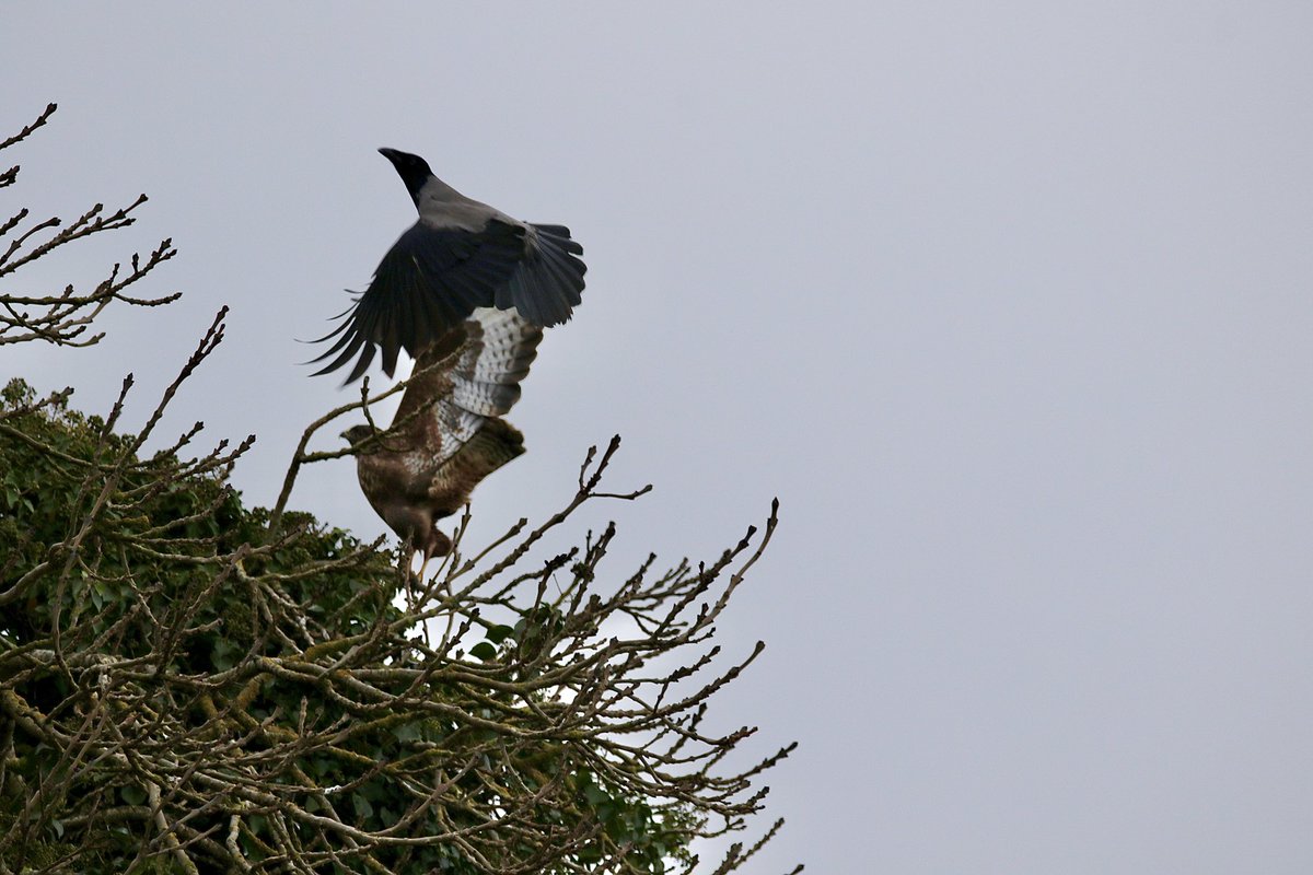 John McNally tweet media