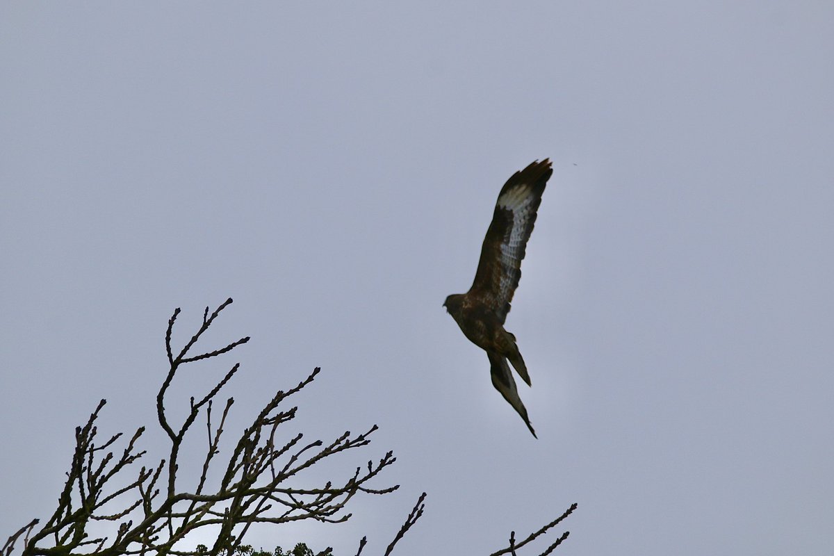 John McNally tweet media