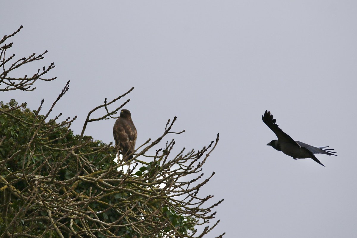 John McNally tweet media