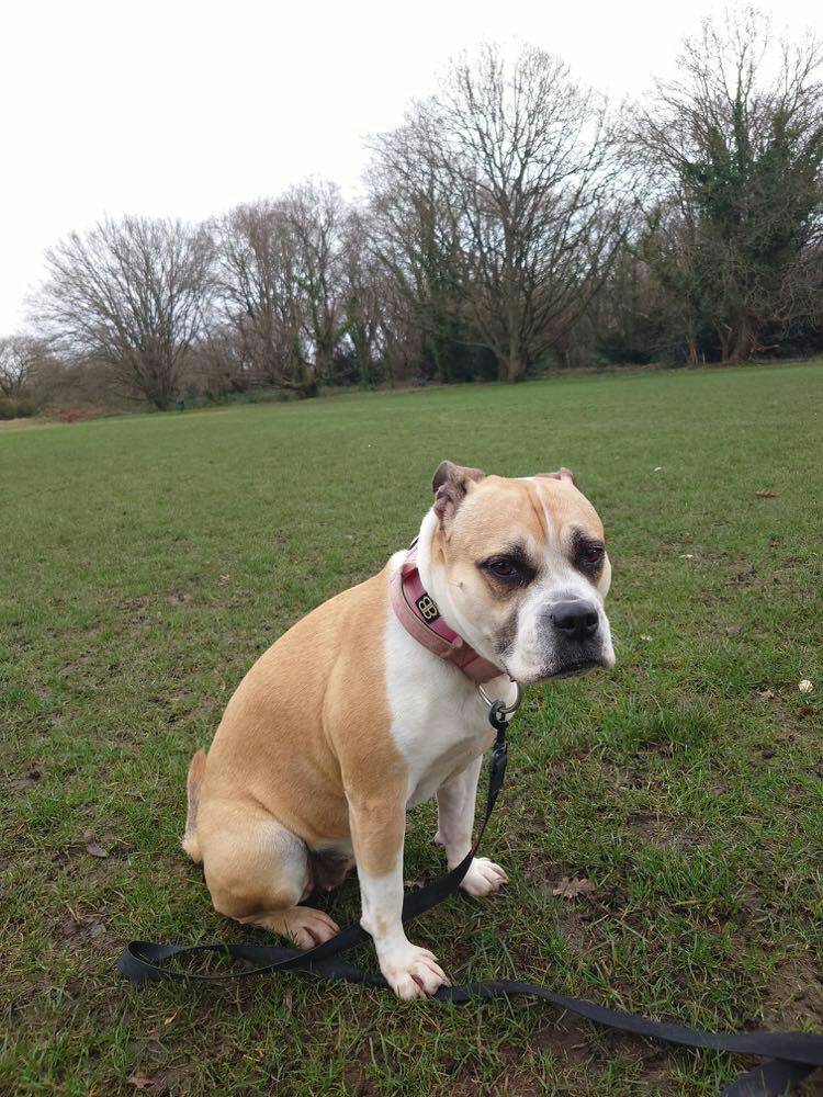 AdoptionsUk's tweet photo. Please retweet to help Xena find a home #BOURNEMOUTH #DORSET #UK 
🔵AVAILABLE FOR ADOPTION🔵
Sadly Xena has had no applications 🩵
Sweet Staffie x Bulldog aged 6-7. Xena has been a well loved dog and has been with one owner her whole life. Due to a change of circumstances, she is looking for a new home.
She can live with children aged 12+ as the only pet.
DETAILS or APPLY👇
https://t.co/ufgmO2FrKQ
#Staffy #Staffie #dogs #AdoptDontShop