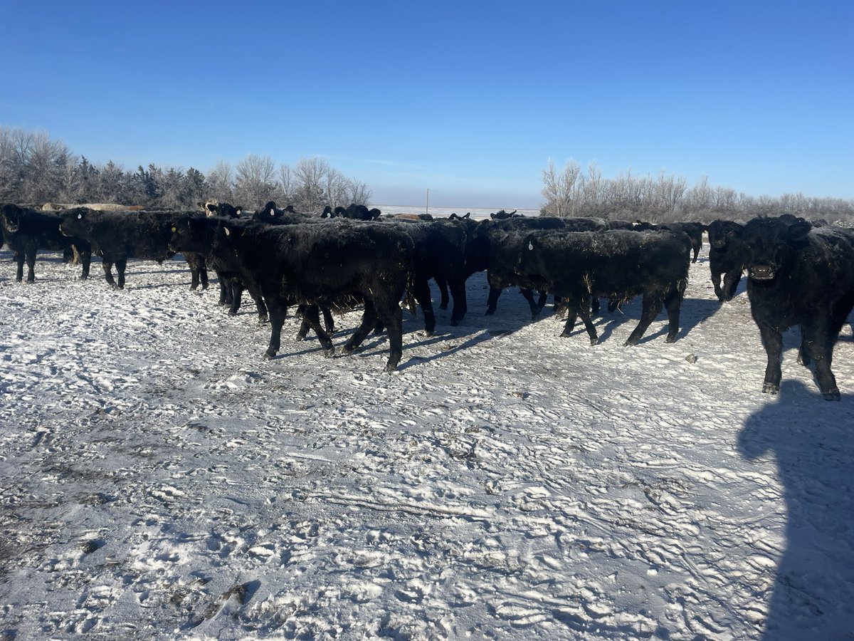 archer_conner's tweet photo. Selling 330 steers and heifers this Friday in Ft Pierre. The big steers will weigh ~750 lbs. Weaned Nov 15 with all shots and heifers bangsed. There will be ~35 charx calves in this group with the balance Angus. Any questions or need vacc records DM or call me, 605-295-2411. https://t.co/wBBfIapafz