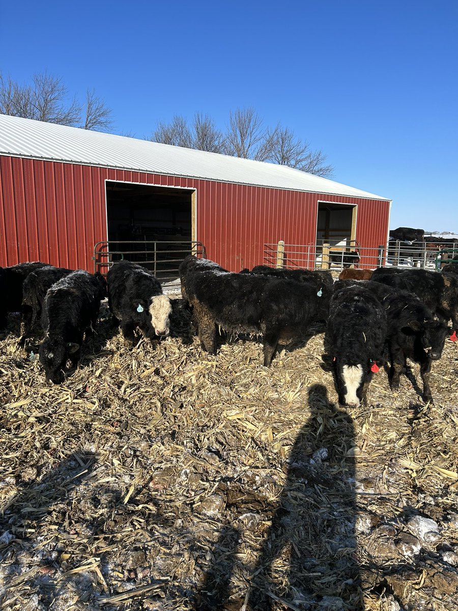gdtwinkie's tweet photo. Selling Jan 26th in Algona 40 hd. Steers and heifers. Weaned beginning of November. Ruby and Kenny Angus sired. Majority born March of 2023, 10 tail enders. Keeping more heifers back this year, so if you like’em there’ll be more in the future! RT’s appreciated. https://t.co/EkZoOyFl9e