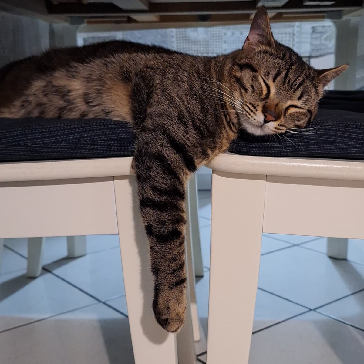 PiccolaMaggio's tweet photo. Lavoriamo tutti i giorni, domeniche, festività, quando piove, quando nevica e anche quando preferiremmo stare sul divano, per arrivare a questo momento. Vederli amati in una casa e fuori da una gabbia, è quello che ci fa alzare tutte le mattine. Buona vita piccolini 💕🐱 https://t.co/Jaqzpioh7Z