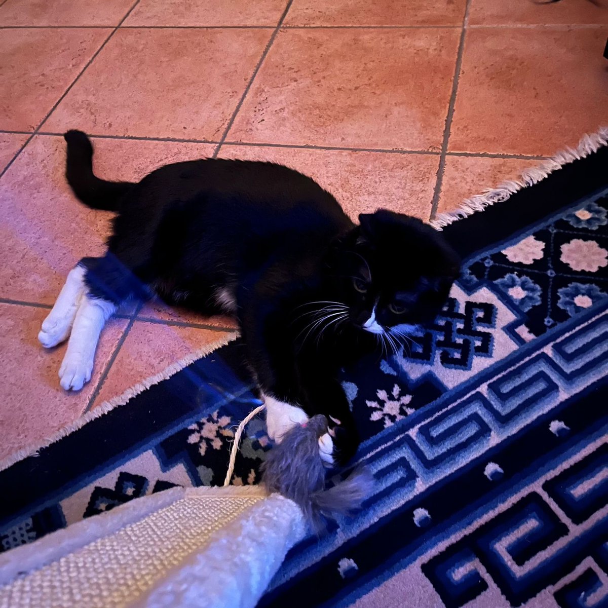 PiccolaMaggio's tweet photo. Lavoriamo tutti i giorni, domeniche, festività, quando piove, quando nevica e anche quando preferiremmo stare sul divano, per arrivare a questo momento. Vederli amati in una casa e fuori da una gabbia, è quello che ci fa alzare tutte le mattine. Buona vita piccolini 💕🐱 https://t.co/Jaqzpioh7Z
