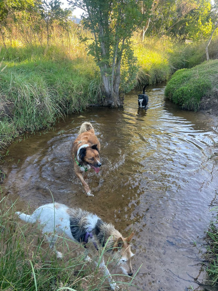 Moved to cpt yesterday and the dogs are loving it just as much as we are ❤️ where the CPT homies at??