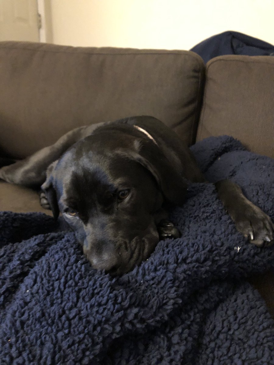 srochiee's tweet photo. Already a year old. Best mom and grandparents a dog could ask for! https://t.co/U2jQp7CKl4