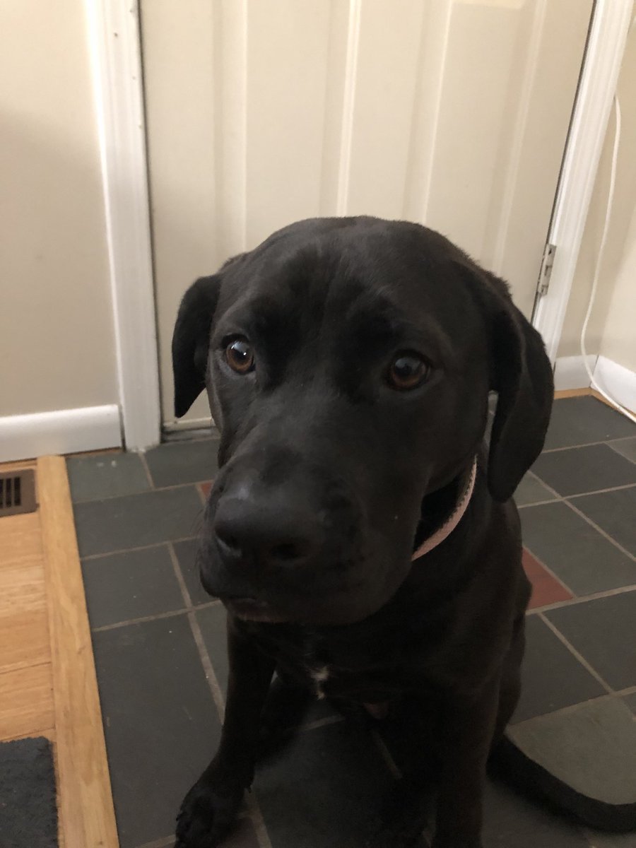 srochiee's tweet photo. Already a year old. Best mom and grandparents a dog could ask for! https://t.co/U2jQp7CKl4