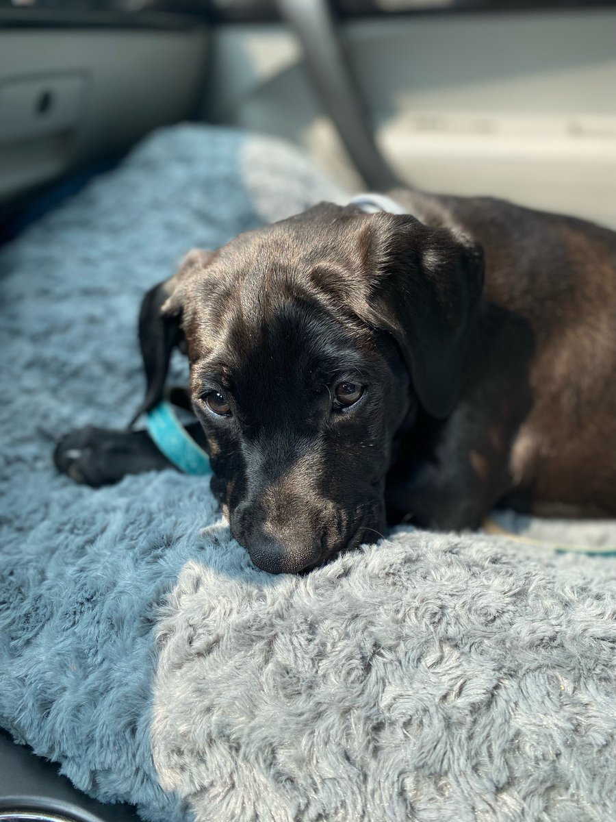 srochiee's tweet photo. Already a year old. Best mom and grandparents a dog could ask for! https://t.co/U2jQp7CKl4
