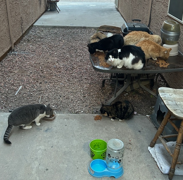 Mr. Thunderscat Lionel Bushtail &amp; the other stray/feral street cats of the New West Phoenix Flophouse &amp; Kibble Kitchen For Wayward Felines hope that you &amp; yours have a great Caturday instead of a Cat Turd Day. #TNR #CommunityCats #Cats #CatsOfTwitter #CatsOfX #Caturday