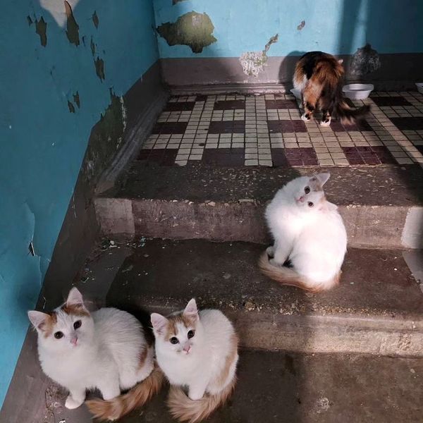 В ПОДЪЕЗДЕ ВЫЖИВАЮТ КОТЯТА! НЕДОВОЛЬСТВО ЖИЛЬЦОВ РАСТЁТ! 💔💔💔
В любой момент их могут выкинуть на мороз!!!
МО, Орехово-Зуевский район, 
8 916 207 36 80
телефон кормилицы, которая может только дать еды..
Пост первоисточник в инстаграм @inna_inna_podari_lyubov