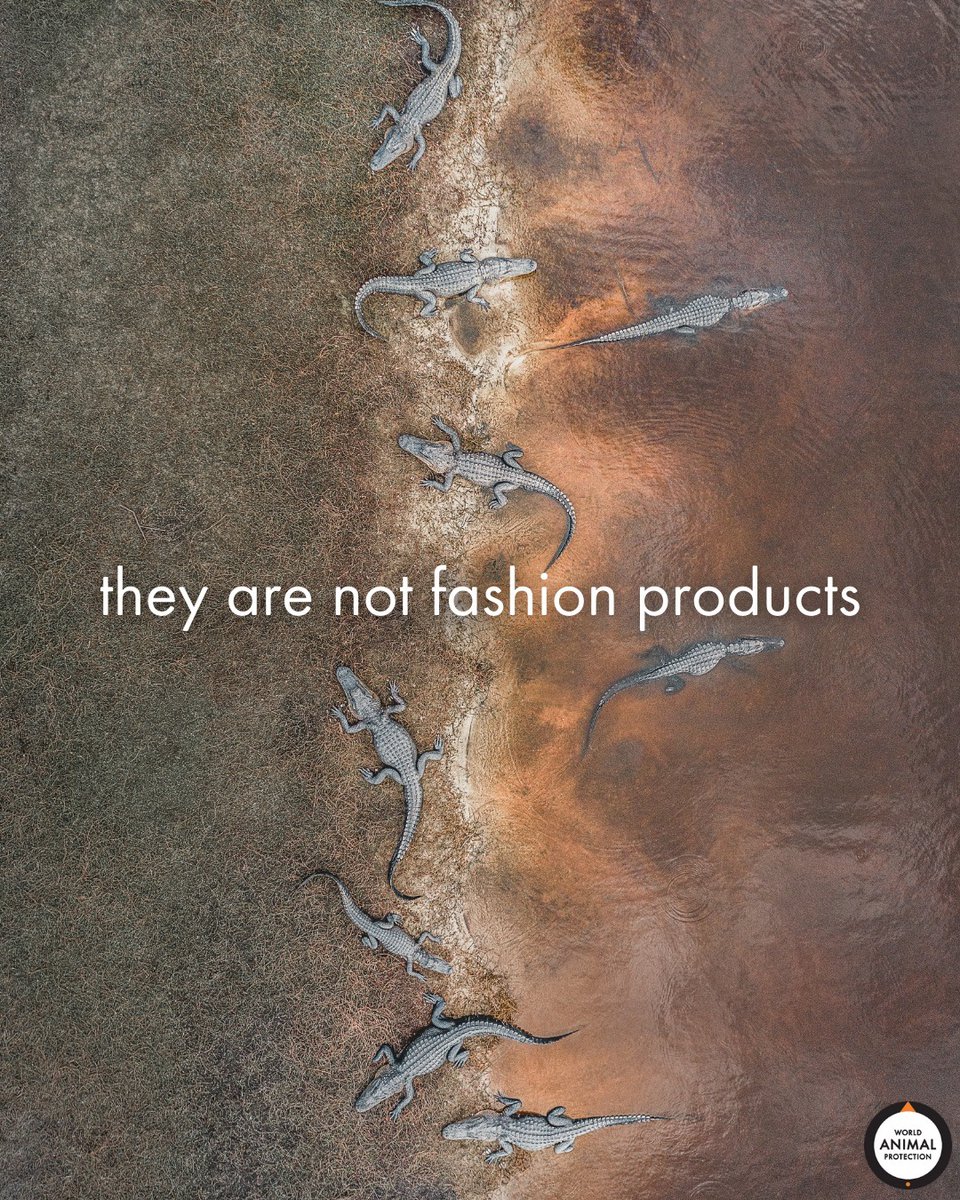 World Animal Protection US tweet media