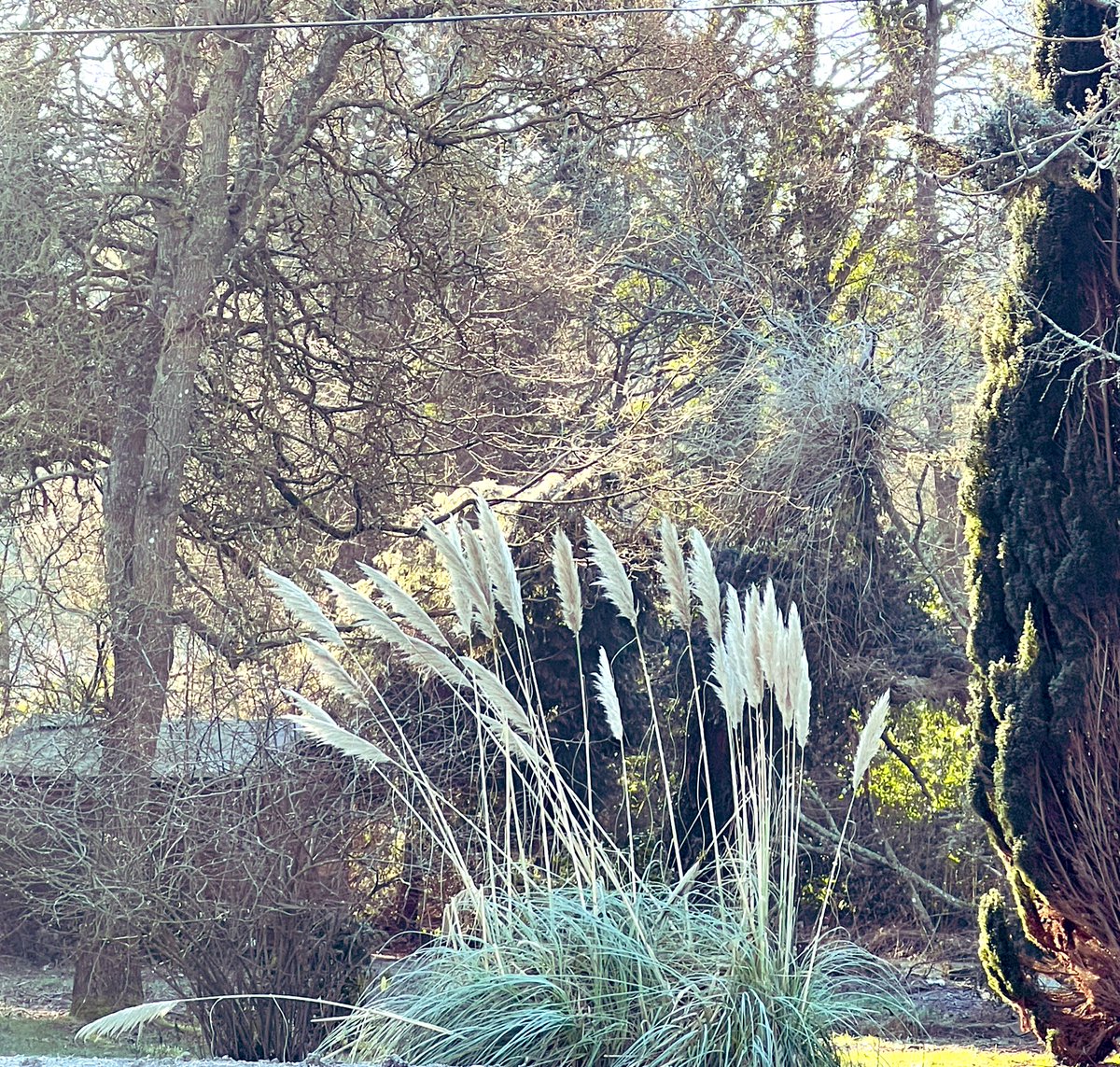 Pampas grass stealing the show!

#grasses #winter #gardens #pampasgrass