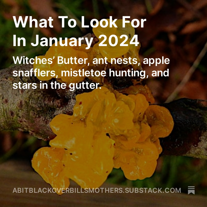 BBoBillsMothers's tweet photo. What To Look For In January - https://t.co/MgQ46D47vB - 🐦⬛🍄🌳🐜☘️#wildlife #nature update for @theoutdoorcity #Shefield Ta @pennybun @earthfast @andydeigh @SorbyNatHisSoc @shefbirdstudy Pete, David & Gerry https://t.co/Yz04sue97f
