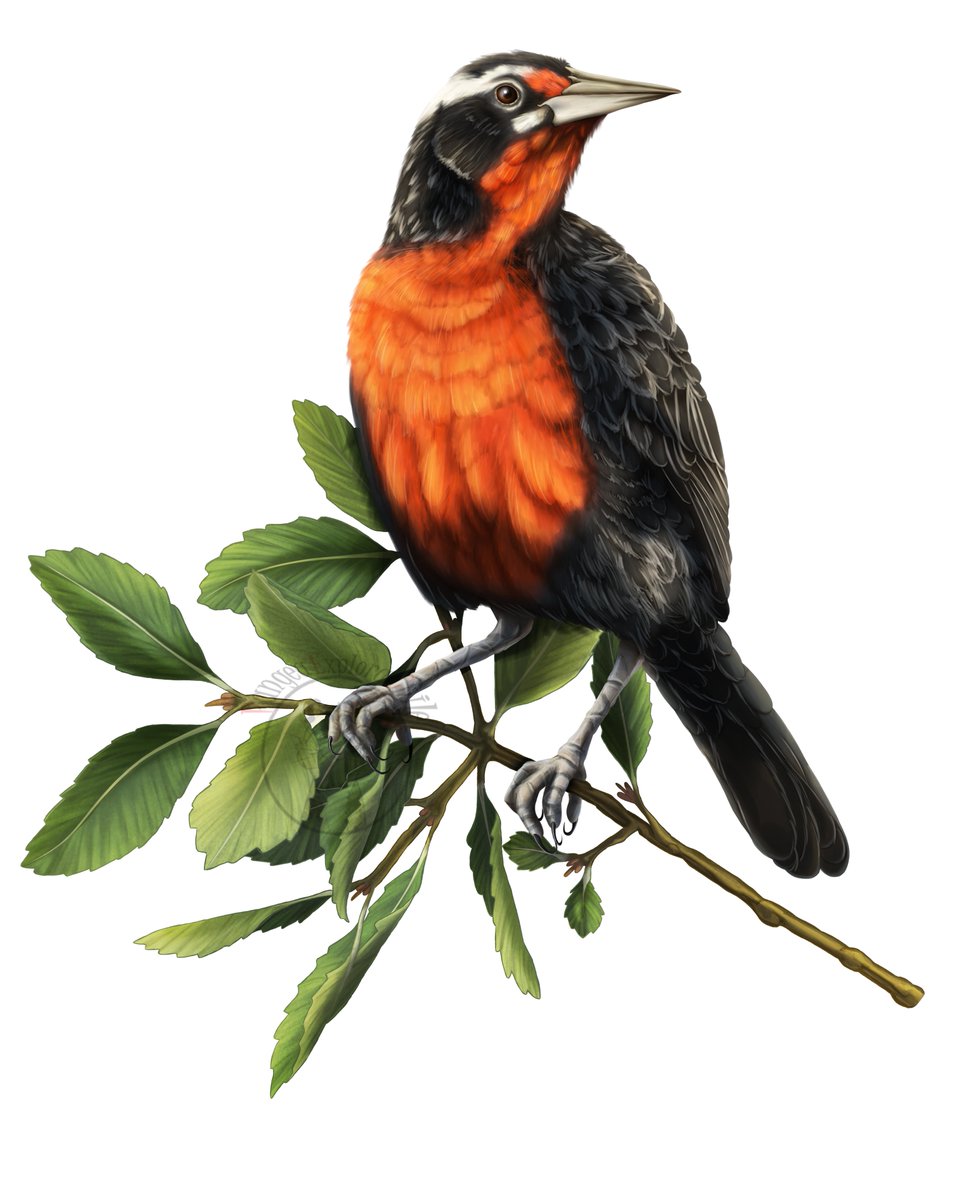 PangeaExplora's tweet photo. Comisión de Leistes loyca
#avesdechile #aves #loica #ilustration #digitalart #comissionsopen https://t.co/67adcn9xaA