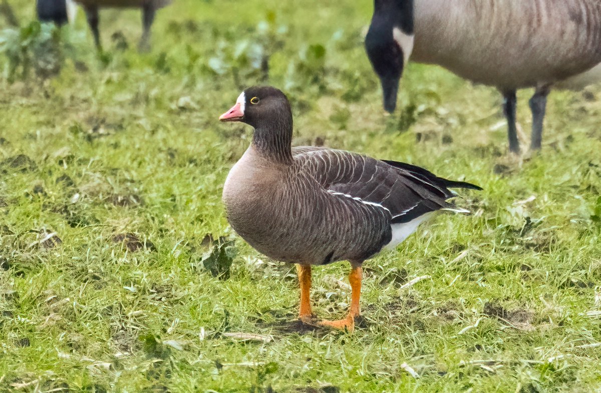 LESSER WHITE-FRONTED GOOSE (putative) - Broomhill Flash this afternoon @Barnsleybsg