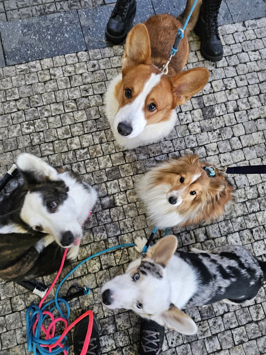 #TwiLišky #TwipsiSraz #CorgiCrew #Corgipirateking #DoubleTroubleCorgi #šelmie