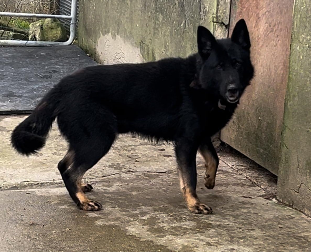 URGENT
 Please can you help these #dogs?

Owner has died 😰 &amp; we need #foster homes🙏 
They'll need outdoor shelter until comfortable to go indoors

Our kennels are full &amp; were appealing for your help
❤️Please SHARE so we can find foster homes🙏

#AdoptDontShop
#FostersSaveLives