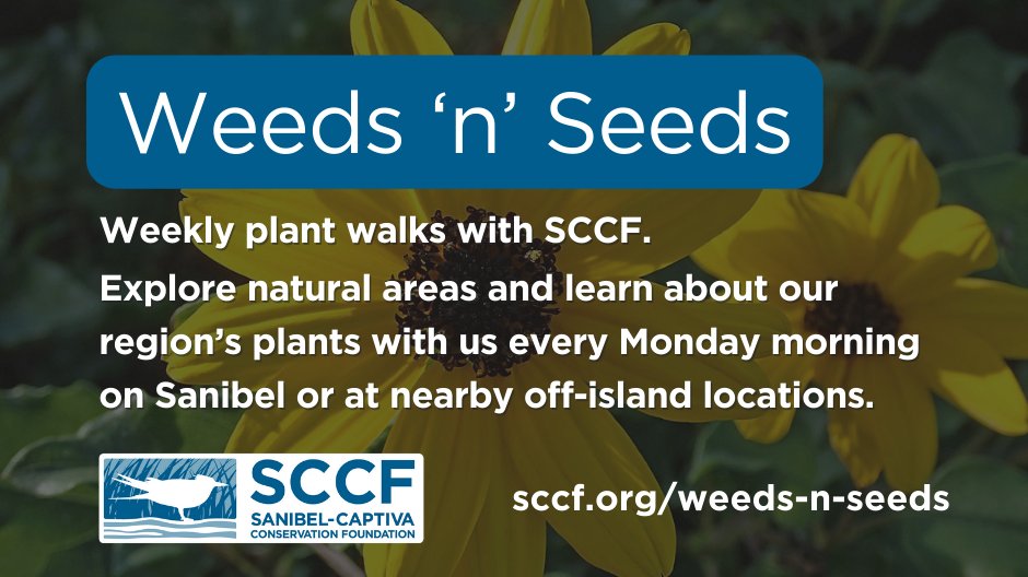 SCCF tweet media