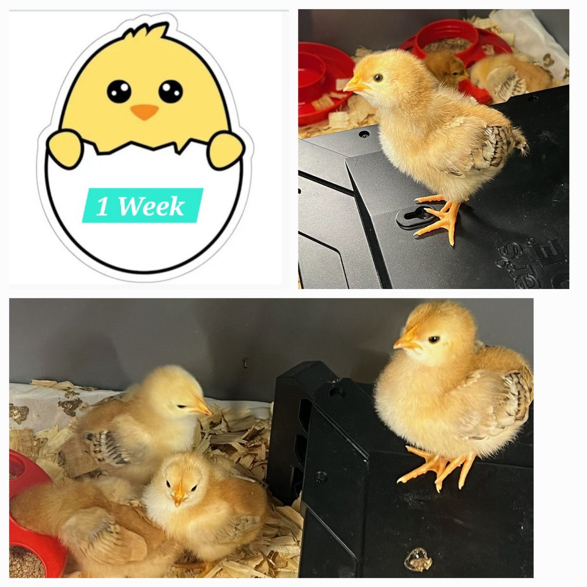 PsjaCarman's tweet photo. Our little baby chicks are 1 week old! Aren't they just simply adorable 💚🐣🐤🐤🐥💚?

Each class will take a week fostering them until they are ready to go to their new home. 

#carmangoldenbears 
#psjaisd 
#21stcenturyskills 
#qualityeducationforall
#LifeOnLand 
#ZeroHunger https://t.co/0Hy1hWZGdC