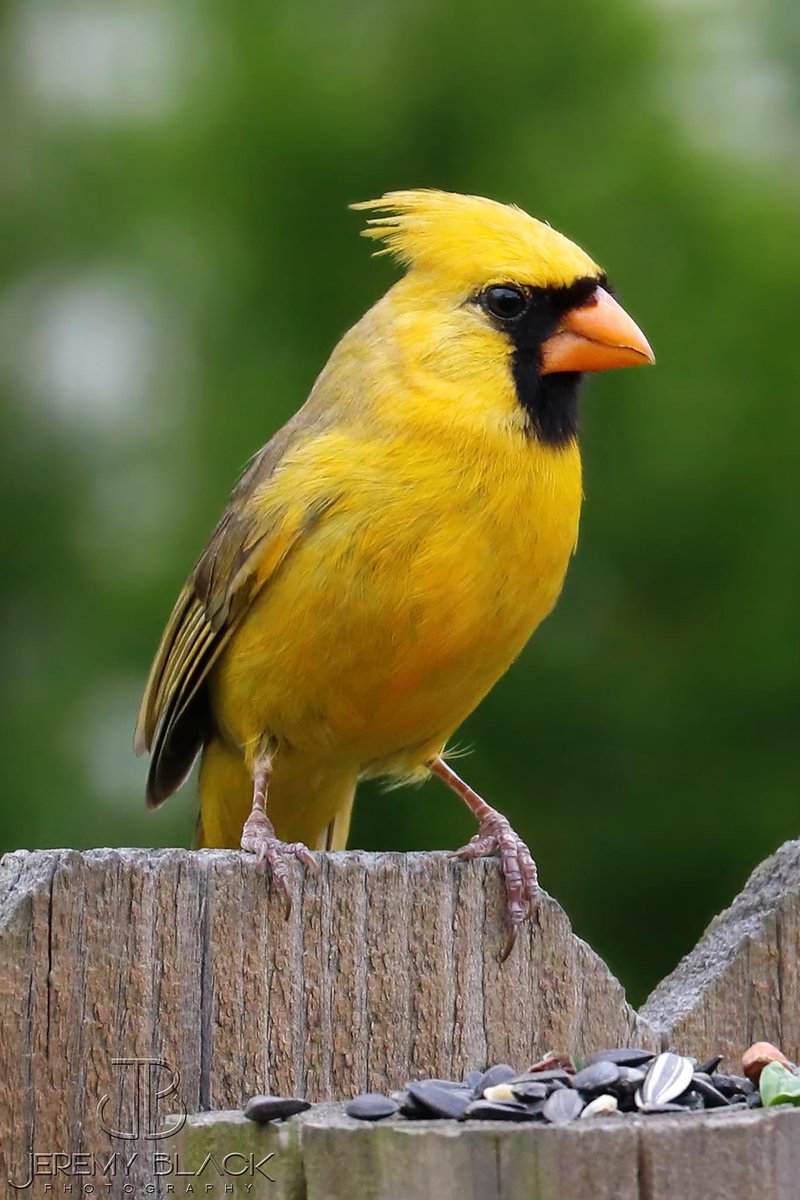 JBlackPortraits's tweet photo. ‘One in a Million’ Yellow Northern Cardinal. Photographed in Alabaster, Alabama in 2018.
#yellowcardinal #jblackportraits #birds #BirdsOfTwitter #cardinals #wildlifephotography #birdwatching https://t.co/14kUgSA8Ix