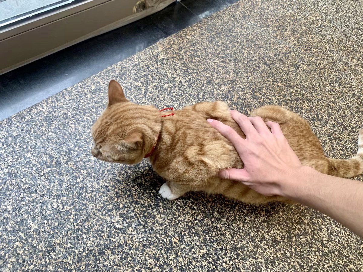 EJason88's tweet photo. 🍊🐱 https://t.co/8bttj6pfAO
