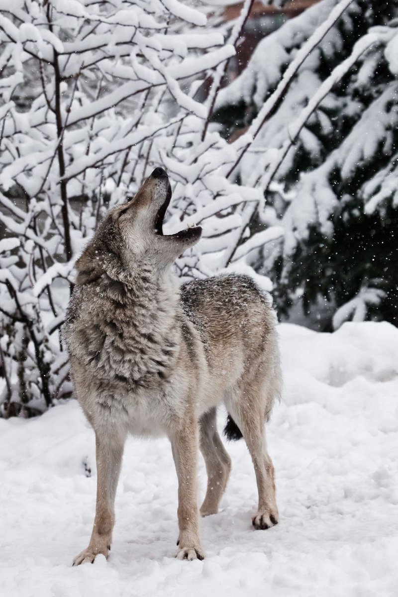 Wolves_Lover1's tweet image. Perfect Shoot