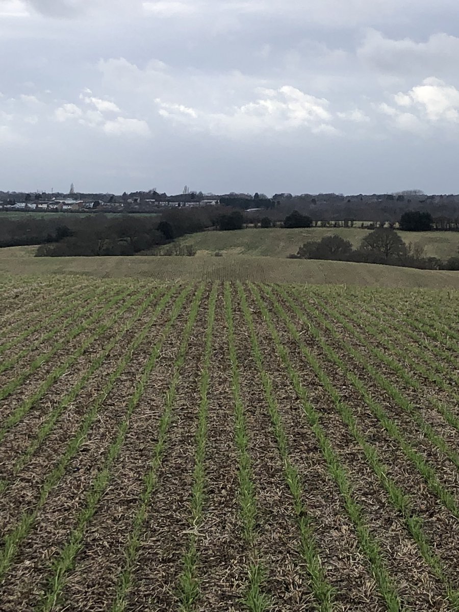 hume_janice's tweet photo. Even in the bleak midwinter there were flocks of finches feeding, a couple of yellowhammers in the hedge and a new crop emerging #birdfriendlyfarming https://t.co/5K7Mufzrmm
