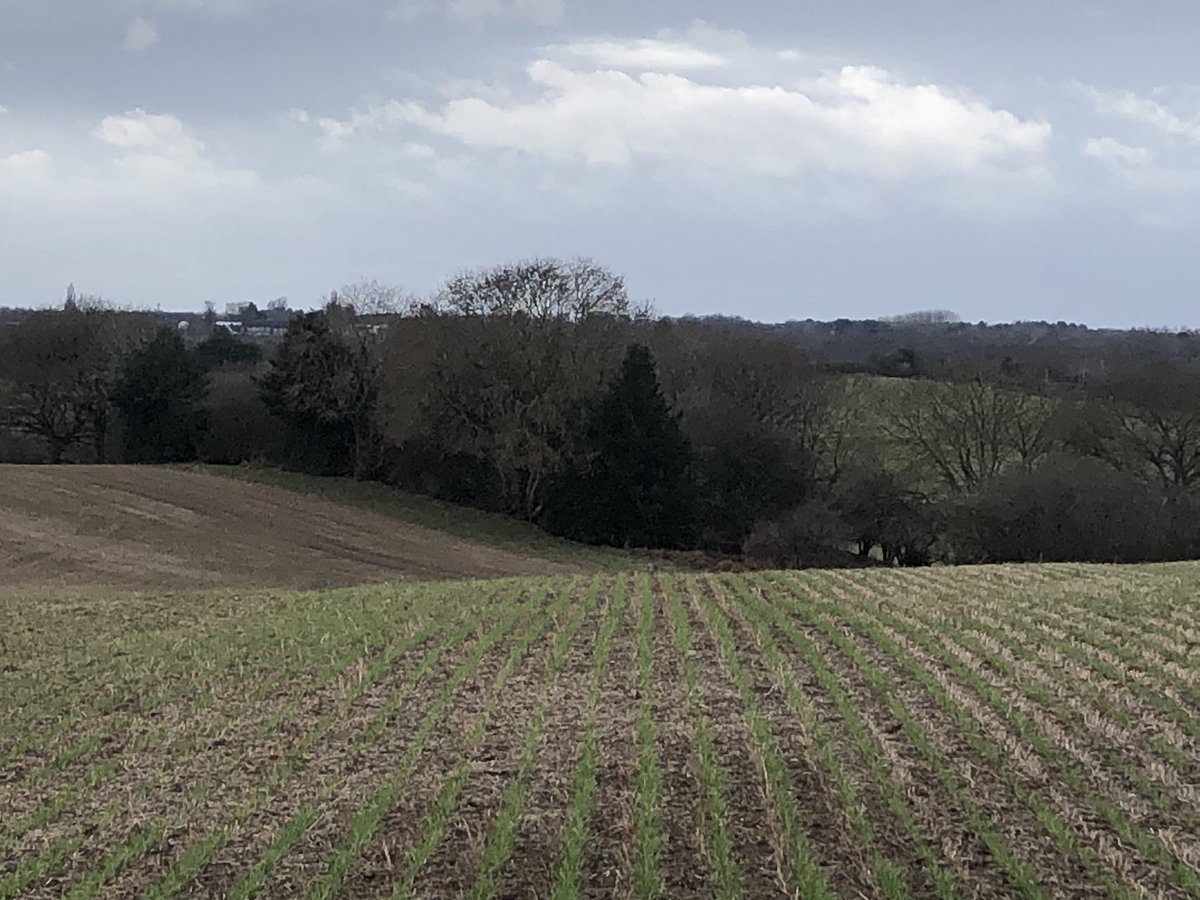 hume_janice's tweet photo. Even in the bleak midwinter there were flocks of finches feeding, a couple of yellowhammers in the hedge and a new crop emerging #birdfriendlyfarming https://t.co/5K7Mufzrmm