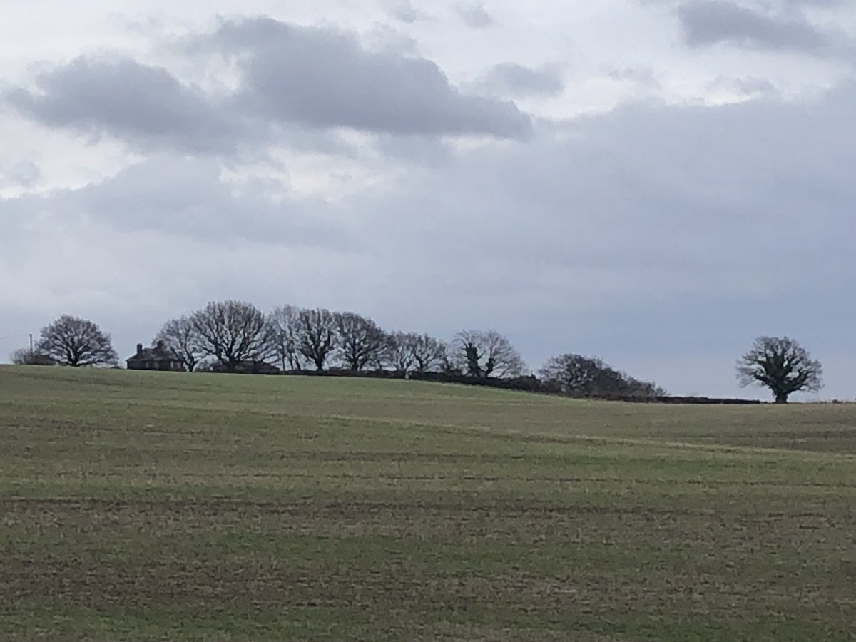 hume_janice's tweet photo. Even in the bleak midwinter there were flocks of finches feeding, a couple of yellowhammers in the hedge and a new crop emerging #birdfriendlyfarming https://t.co/5K7Mufzrmm